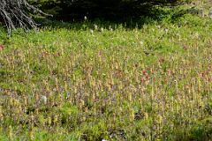 13 Colourful Meadow Near Lake Howard Douglas On Hike To Mount Assiniboine.jpg